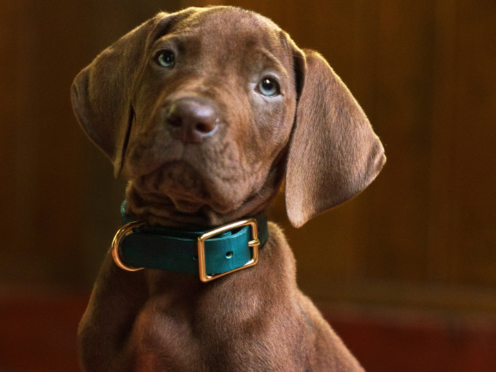 Scooby-Doo