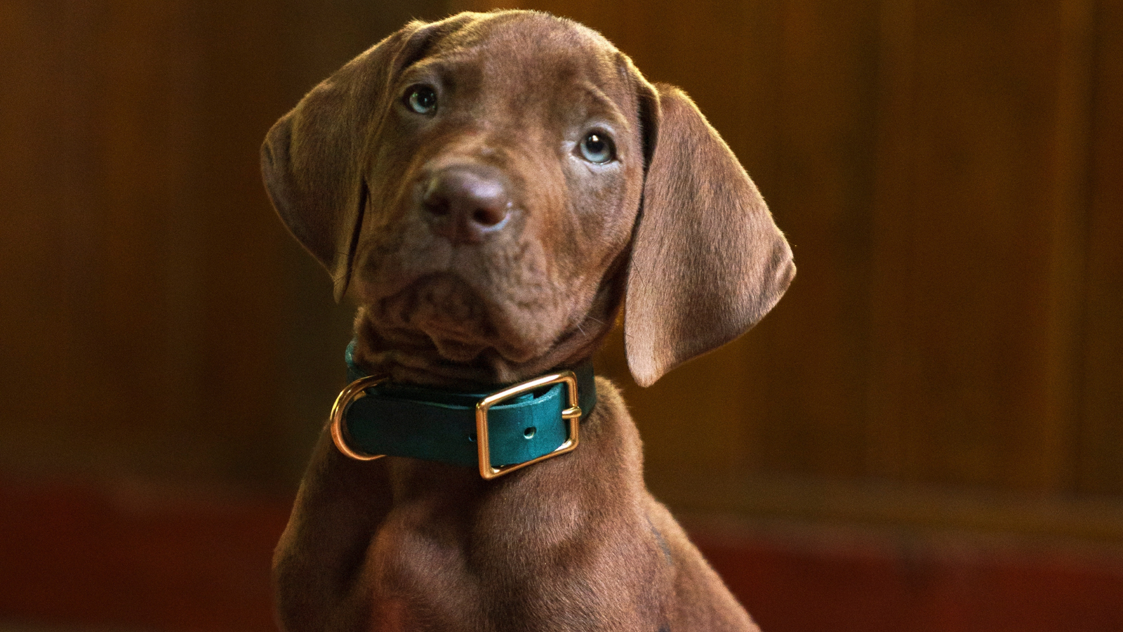 Scooby-Doo ganha primeira imagem em live-action da Netflix e série já tem estreia prevista